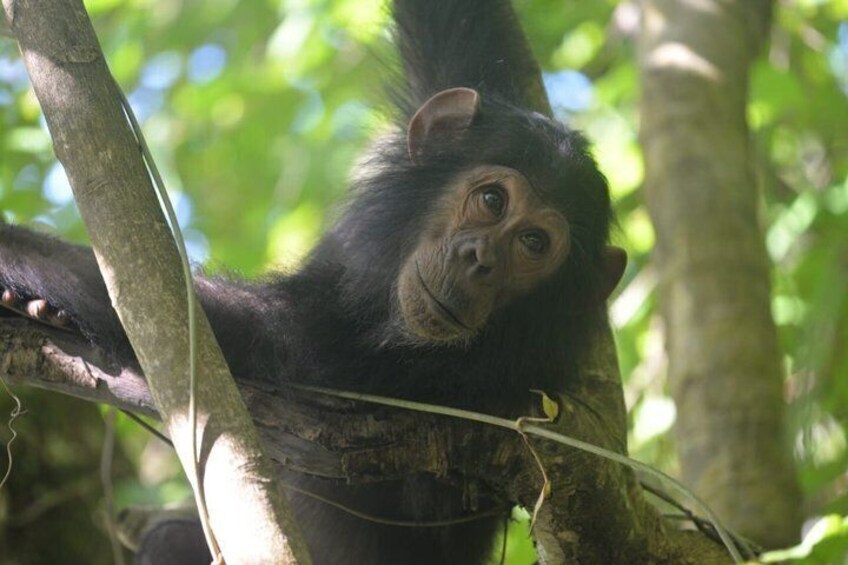 A chimpanzee in a tree, surrounded by green foliage. 4