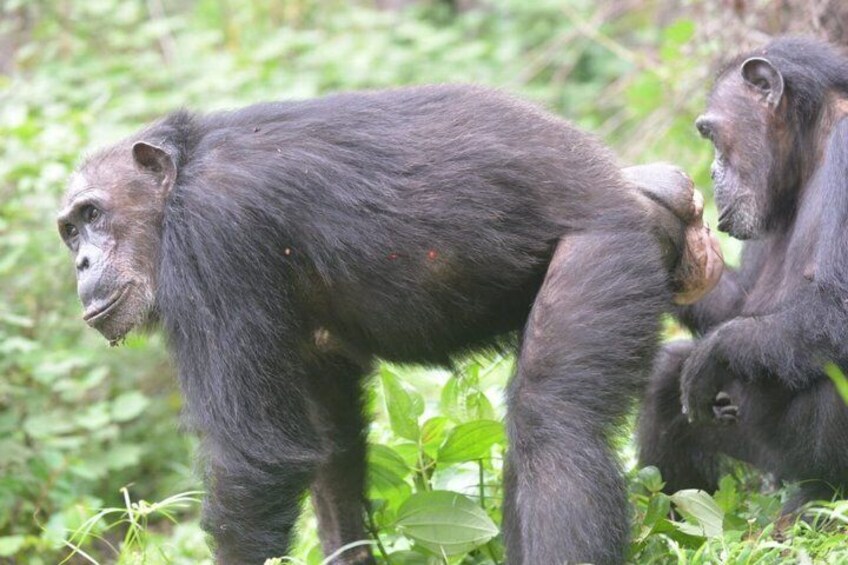 A chimpanzee with a baby chimpanzee. 2
