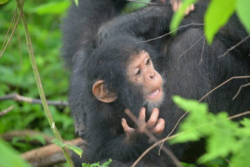 A chimpanzee in a natural setting with dense foliage. 1
