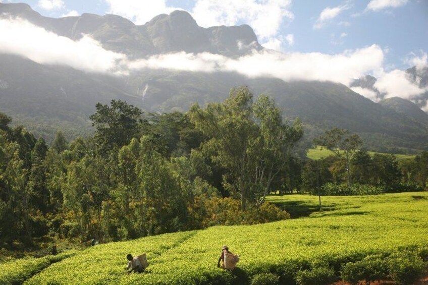 A mountainous landscape with a tea plantation and a person walking. 4