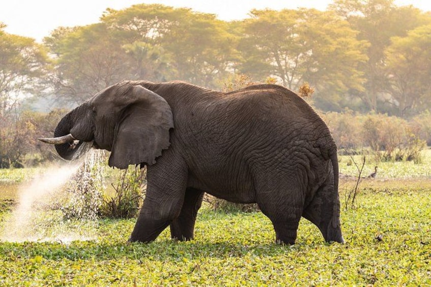 An elephant spraying water with its trunk in a grassy field. 1