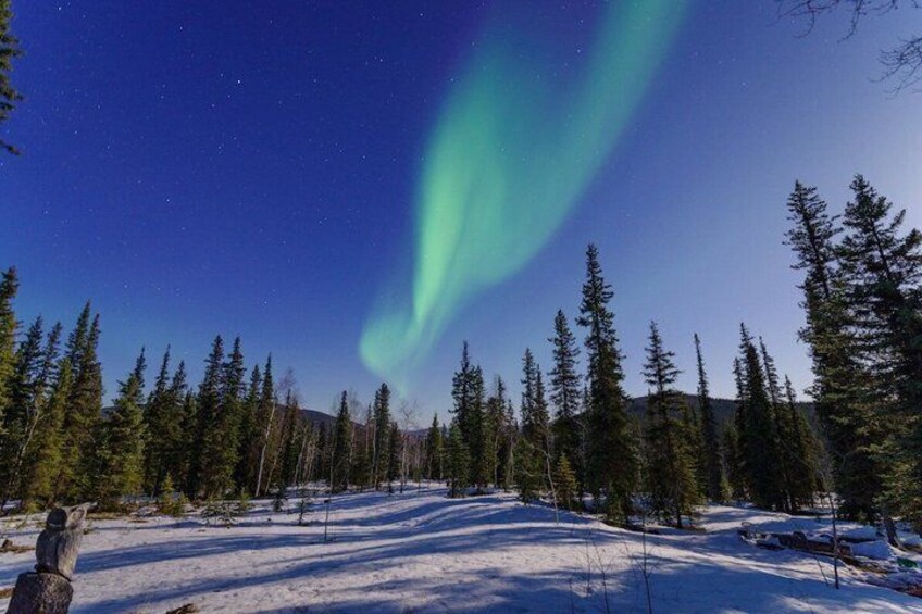 A snowy forest with a clear night sky and the aurora borealis. 2