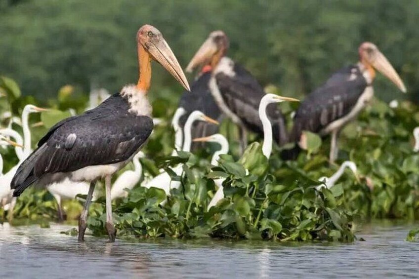 A group of birds standing in shallow water surrounded by greenery. 4