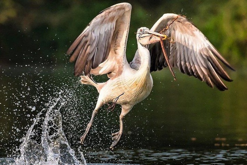 A bird in flight over water, with water splashing around its feet. 1