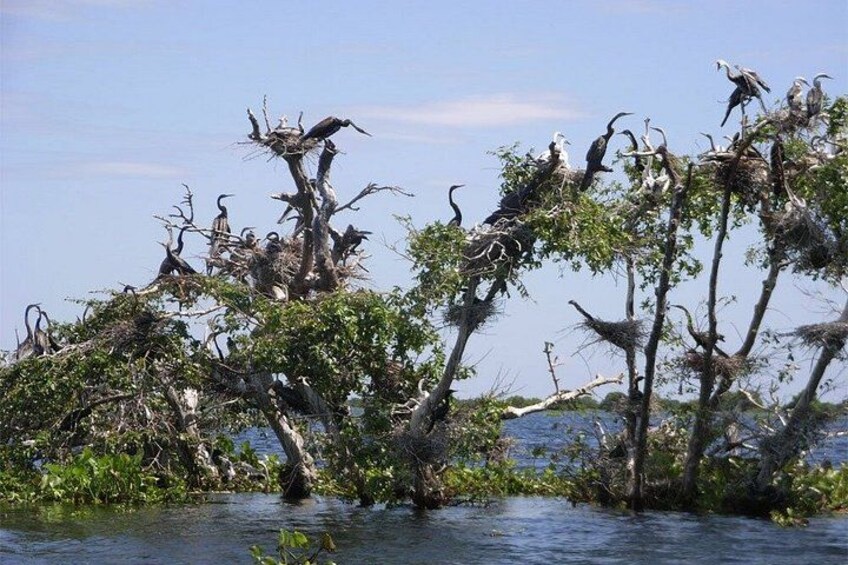 A group of birds perched on trees over a body of water. 2