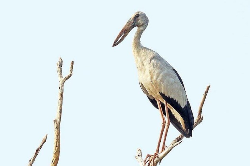A stork standing on a branch with a clear sky in the background. 3
