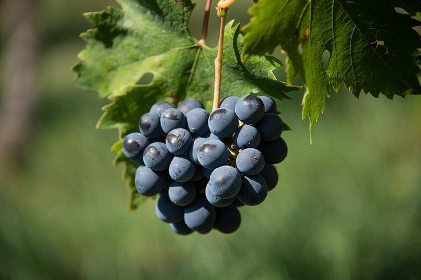 A bunch of dark blue grapes on a vine with green leaves. 4