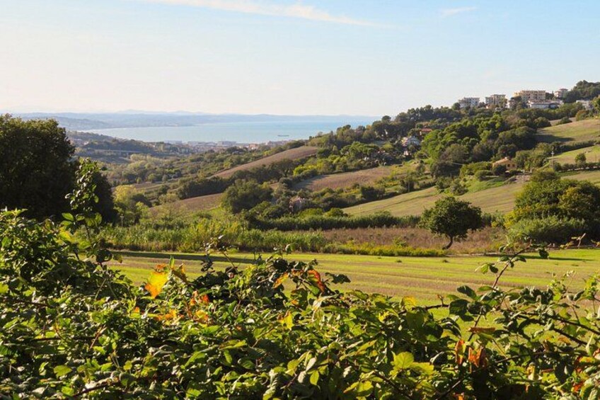 Strong Tannins for a Complex Wine Private Shore Tour 2