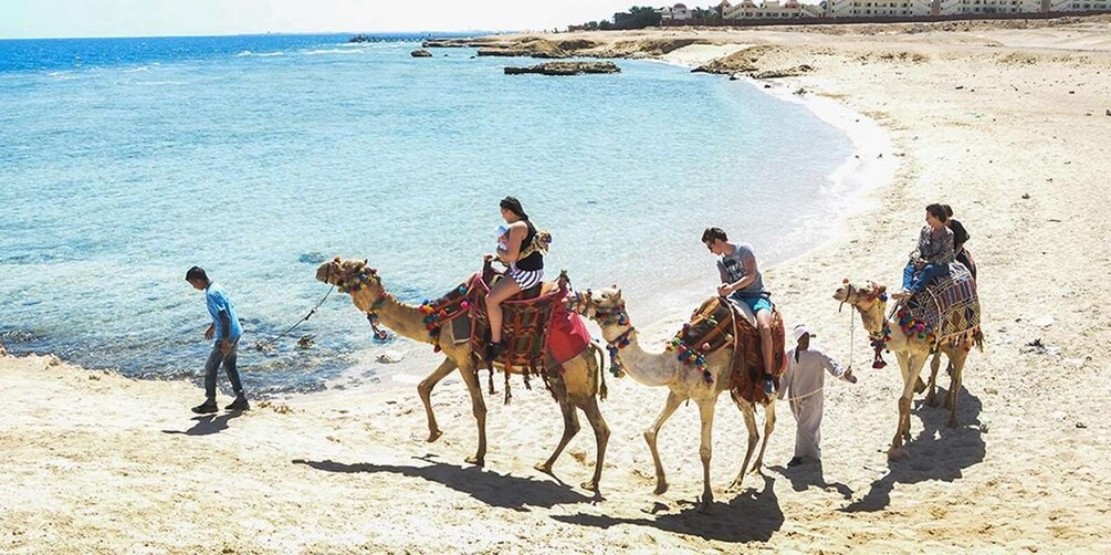 A beach with camels and people riding them. 4