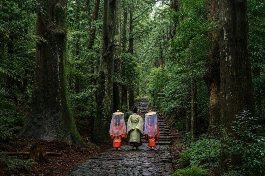 A forest path with large trees and a covered walkway. 1