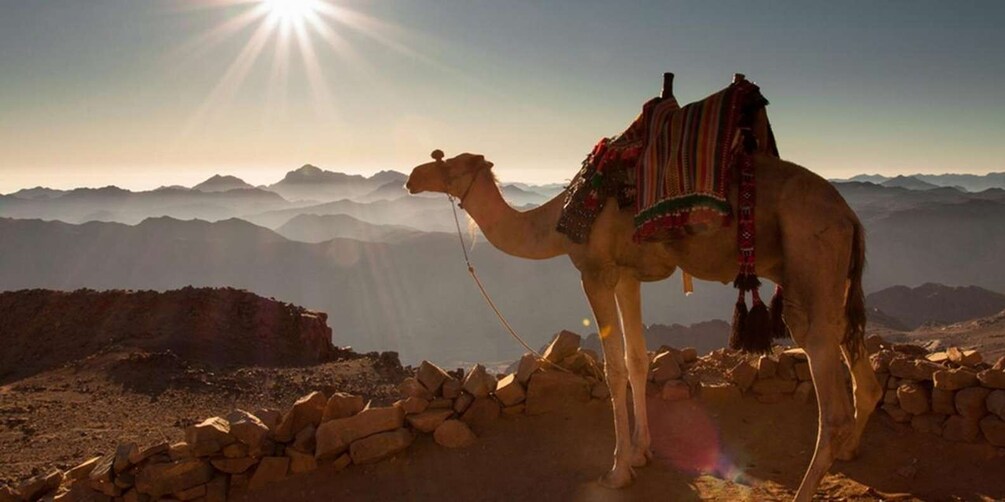 A camel with a saddle and decorative cloth standing on rocky terrain with mountains in the background. 4