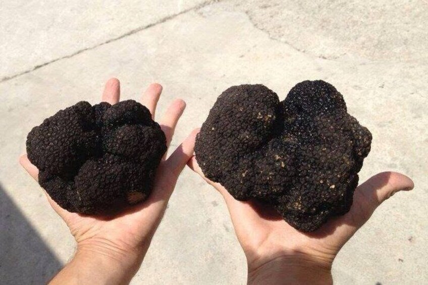 Truffle hunting in the Valnerina 2