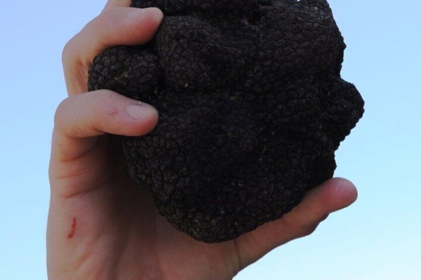 Truffle hunting in the Valnerina 3