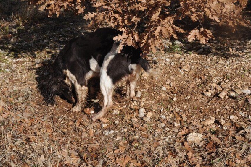 Truffle hunting in the Valnerina 4