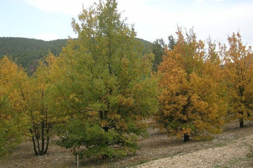 A forest with autumn-colored trees and a hilly background. 2