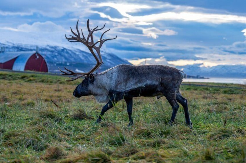 A reindeer with large antlers walking in a grassy field with a red and white structure in the background. 2