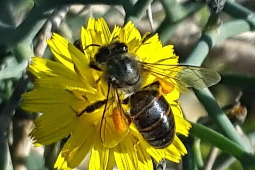 A bee on a yellow flower. 3