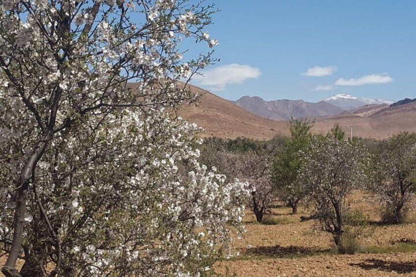 A desert landscape with blooming almond trees and distant mountains. 5