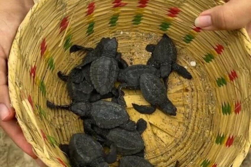 A woven basket with a turtle inside. 1