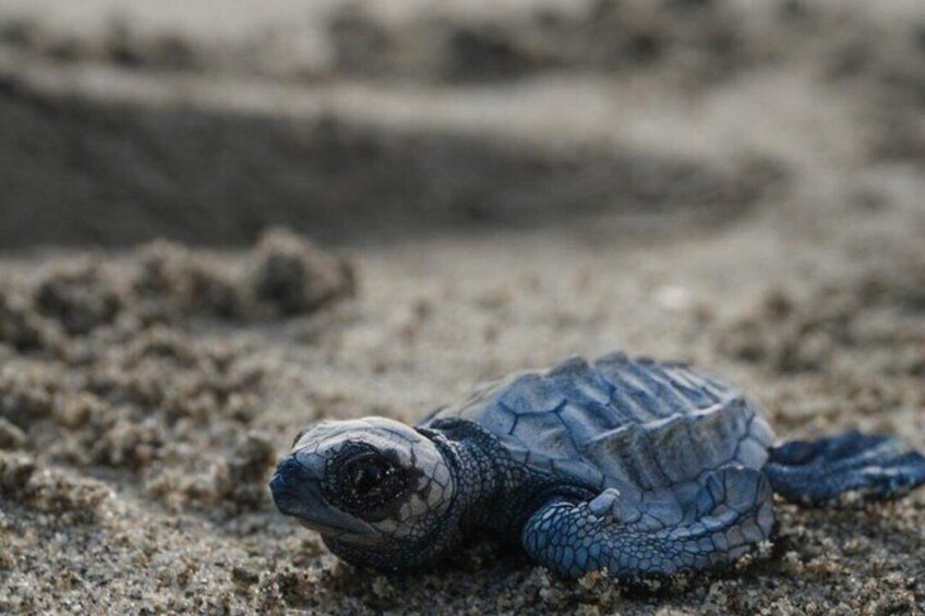 A baby sea turtle on a sandy beach. 2