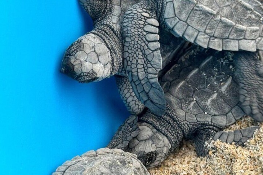 A sea turtle on a sandy beach. 3