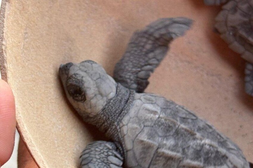 A turtle on a flat surface. 4