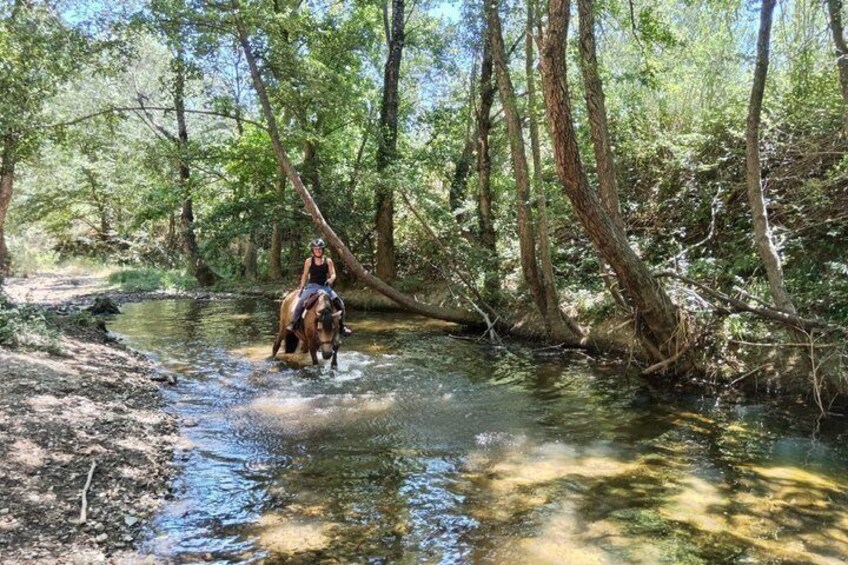 A person riding a horse through a forested area with a stream. 1
