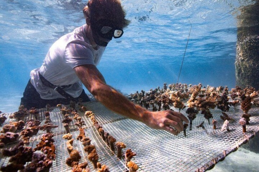 A person underwater collecting seaweed on a net. 1