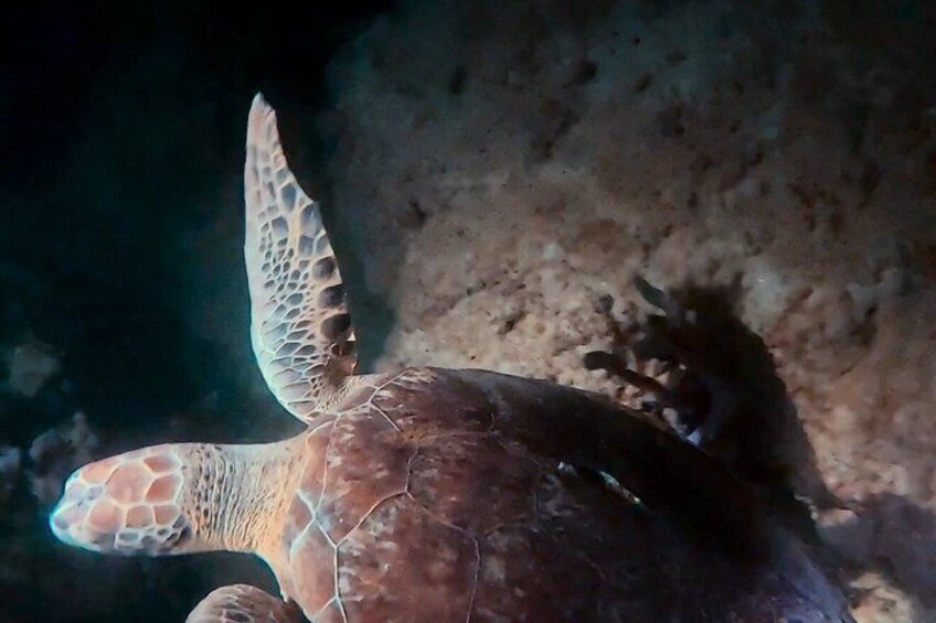 A sea turtle with a patterned shell and flippers, swimming near a rocky underwater surface. 3