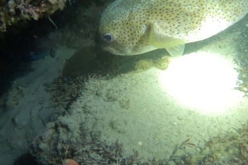 A fish near the ocean floor with sunlight filtering through. 5