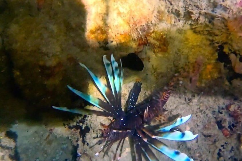 A sea urchin with blue-tipped spines on a rocky seabed. 4