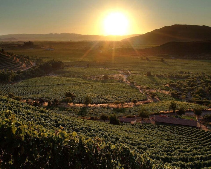 A vineyard at sunset with rows of grapevines and distant hills. 1