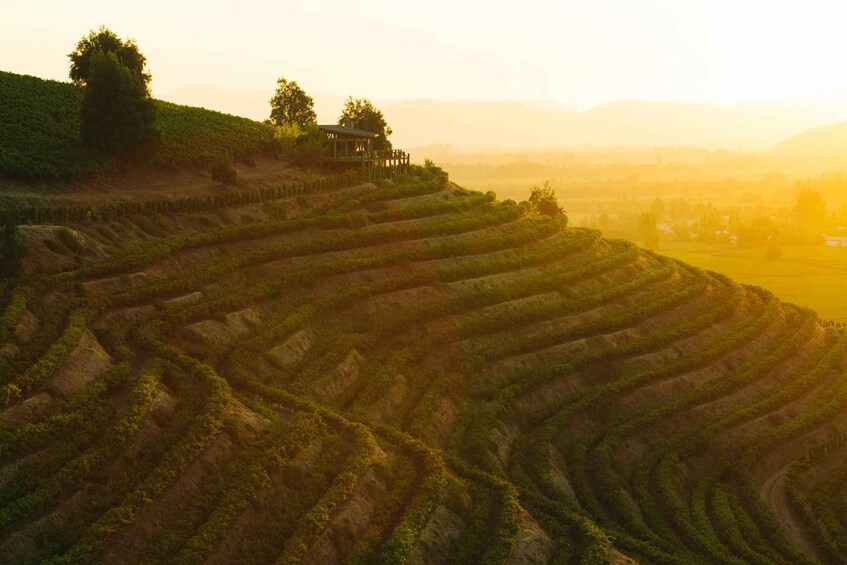 Terraced vineyards with a wooden structure on a hillside. 2