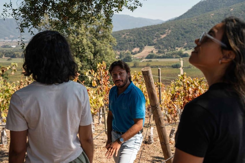 A vineyard with rows of grapevines and a hilly landscape in the background. 4