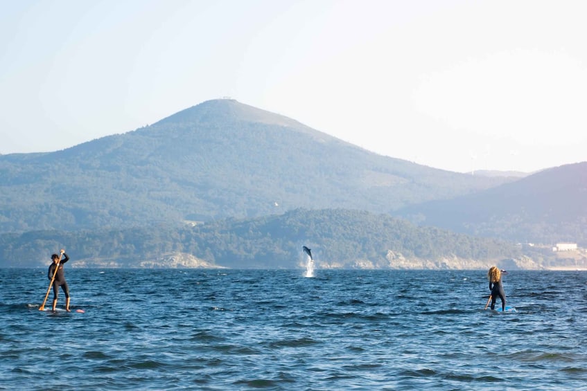 Two people on paddleboards in a body of water with a dolphin jumping out of the water, and a mountain in the background. 1