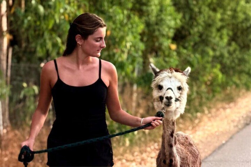 A person leading a llama on a leash along a road with trees in the background. 5