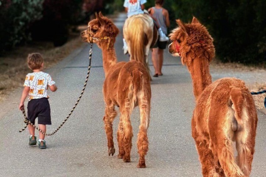 A child walking llamas on a paved road with greenery on the sides. 1