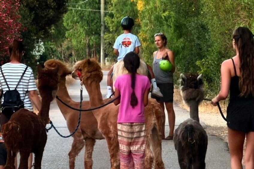 A group of people walking llamas on a paved path surrounded by trees. 2
