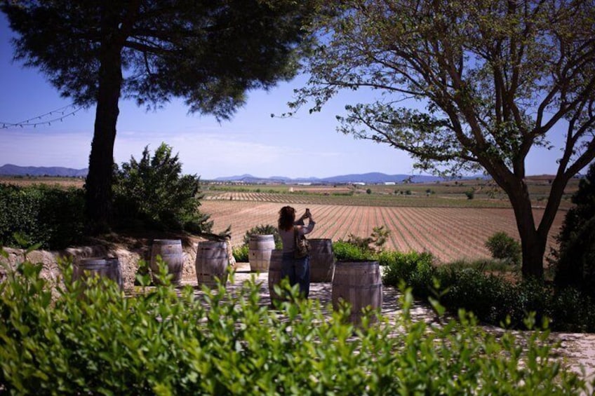 A person taking a photo in a vineyard with trees and potted plants in the foreground. 5