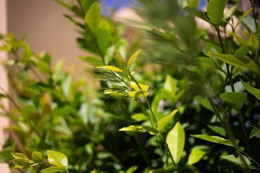 A close-up of green foliage with a blurred background. 5