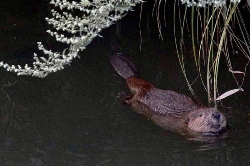 A beaver swimming in water with some aquatic plants around. 2