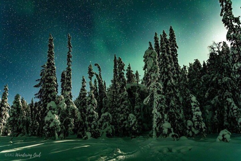 A snowy forest with tall trees and a starry night sky. 1