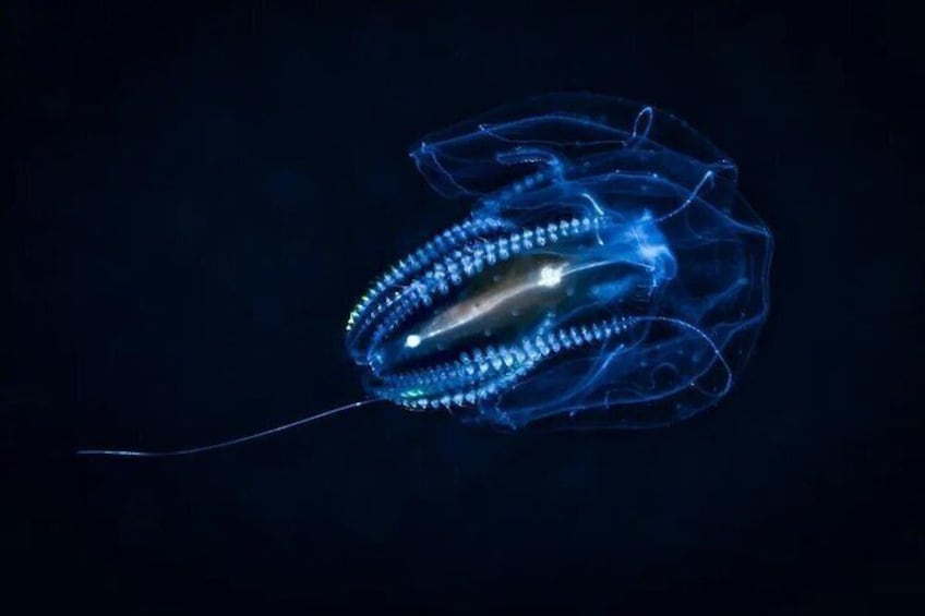 A jellyfish with a translucent, blue body and visible internal structures, floating in the dark. 3