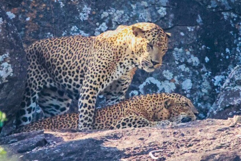 A leopard resting on a rocky surface with a leopard cub nearby. 5