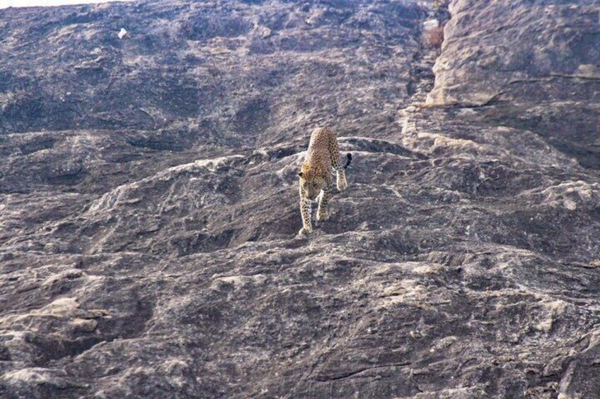 A leopard walking on rocky terrain. 3