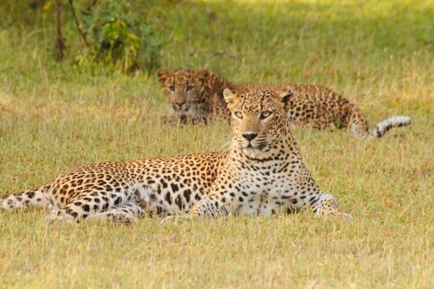 A leopard lying in the grass with another leopard in the background. 1
