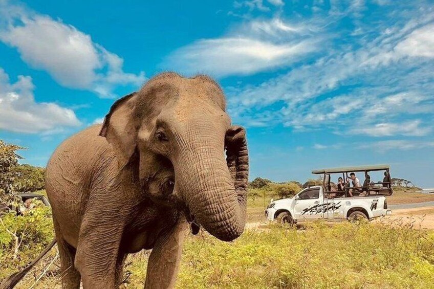 An elephant, a white vehicle with passengers, and a clear sky. 4