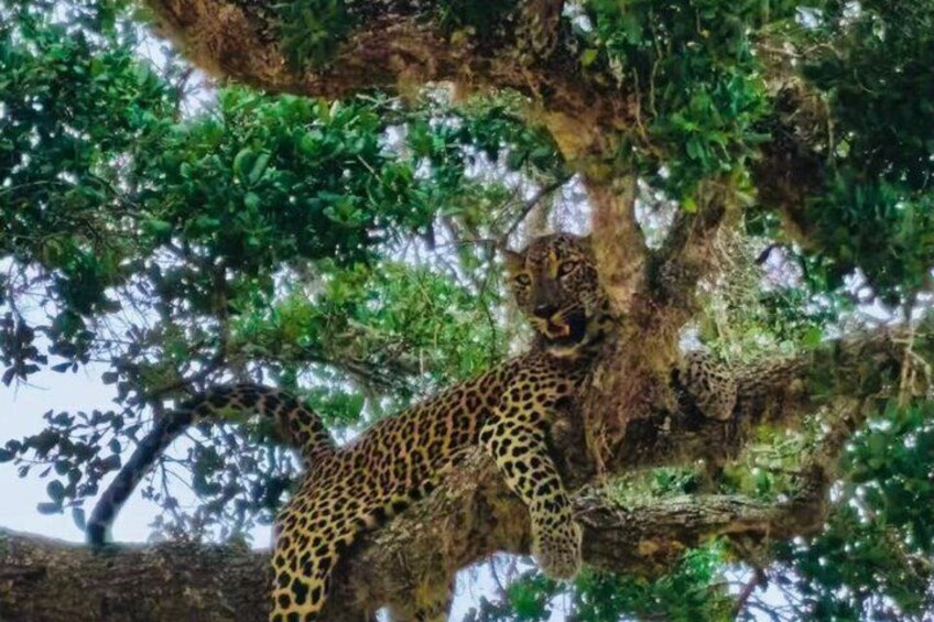 A leopard resting on a tree branch in a forested area. 2