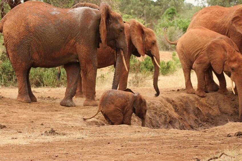 A group of elephants in a dry, open landscape with sparse vegetation. 1