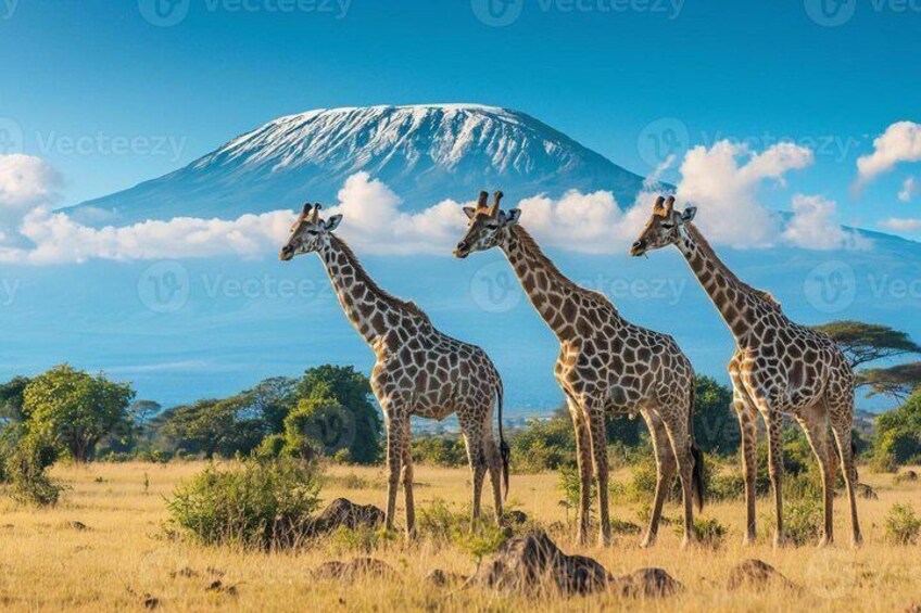 Three giraffes standing in a grassy field with a mountain in the background. 5